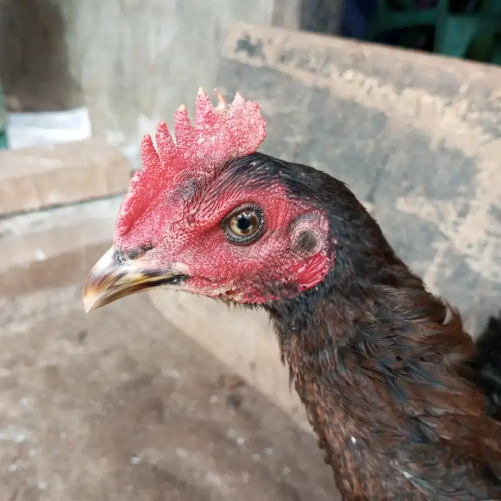 ayam mangon gen bulu biang