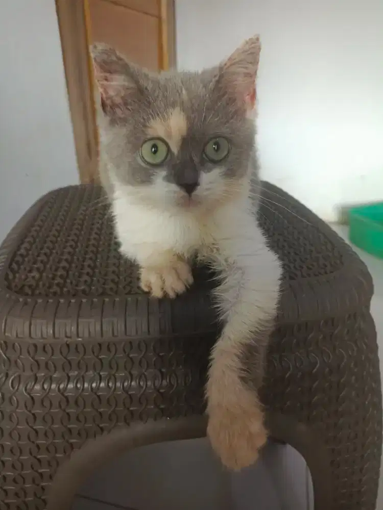 Bsh  female dilute kalico