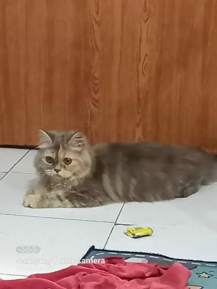 Kucing betina flatnose