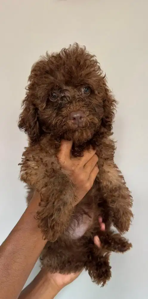 Choco toy poodle