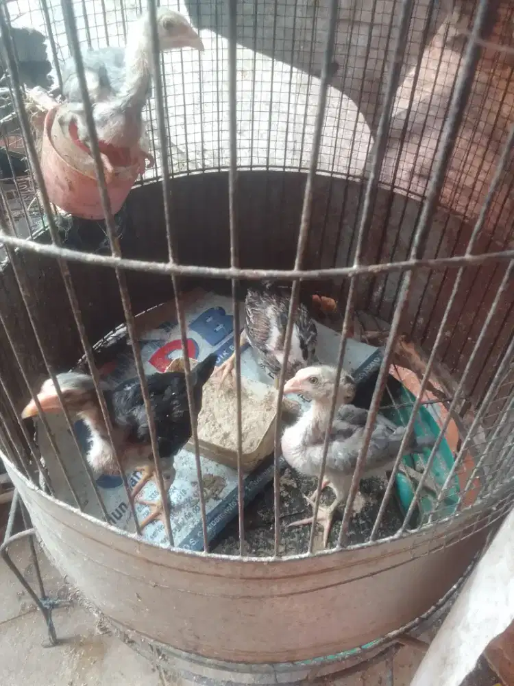 Tiga ayam Bangkok,1 ekor ayam pakhoy