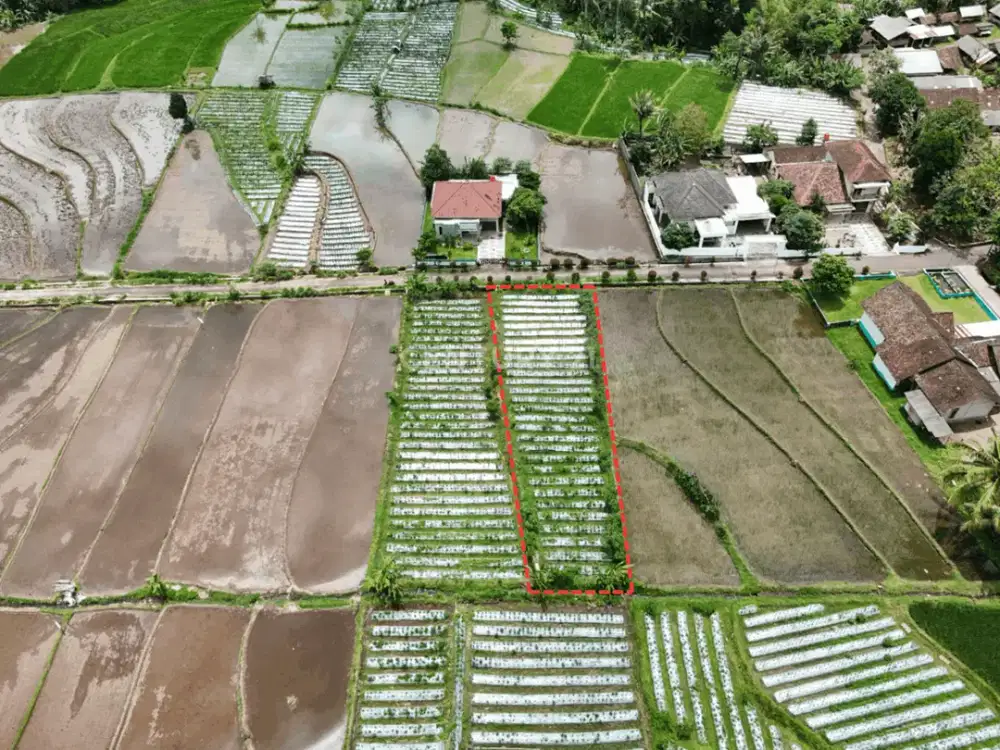 Tanah Sawah Di Dekat Obelix Village Untuk Invesatasi
