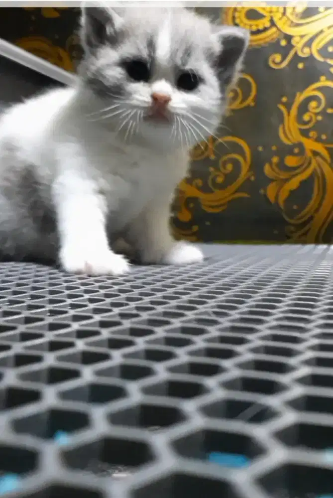 Kitten Brittish shorthair