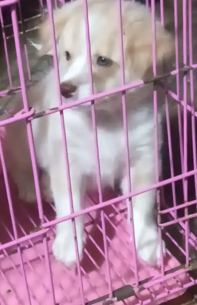anjing puppy mix golden