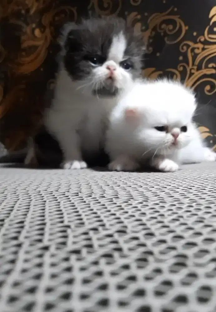 Kitten munchkin peaknose & ns peaknose