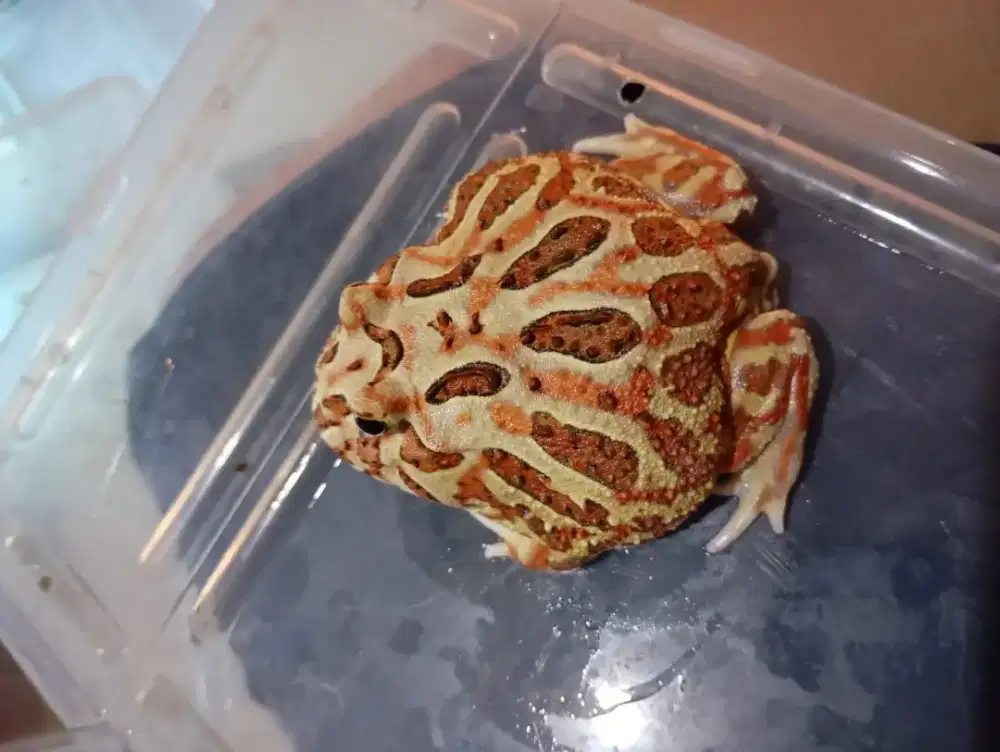 Pacman frog... Warna warni