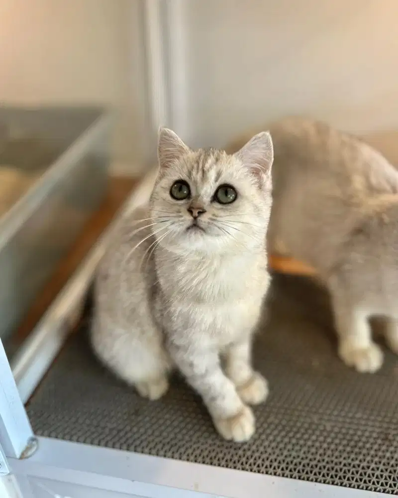 Kucing British Shorthair bsh silver