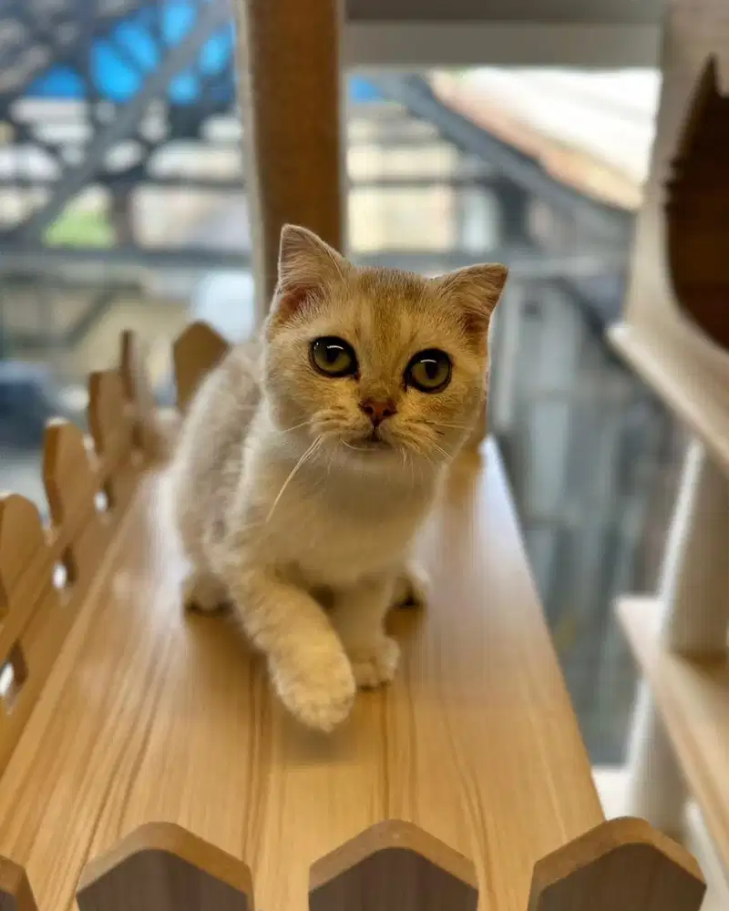 Kucing bsh silver / scottish fold silver