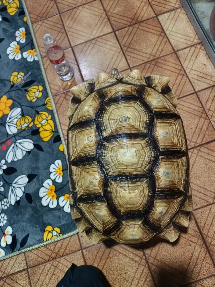 Kura Kura Sulcata 45 Cm