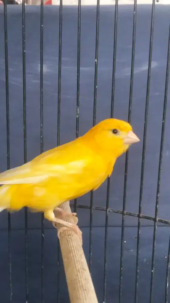 Kenari bodi panjang. Warna kuning