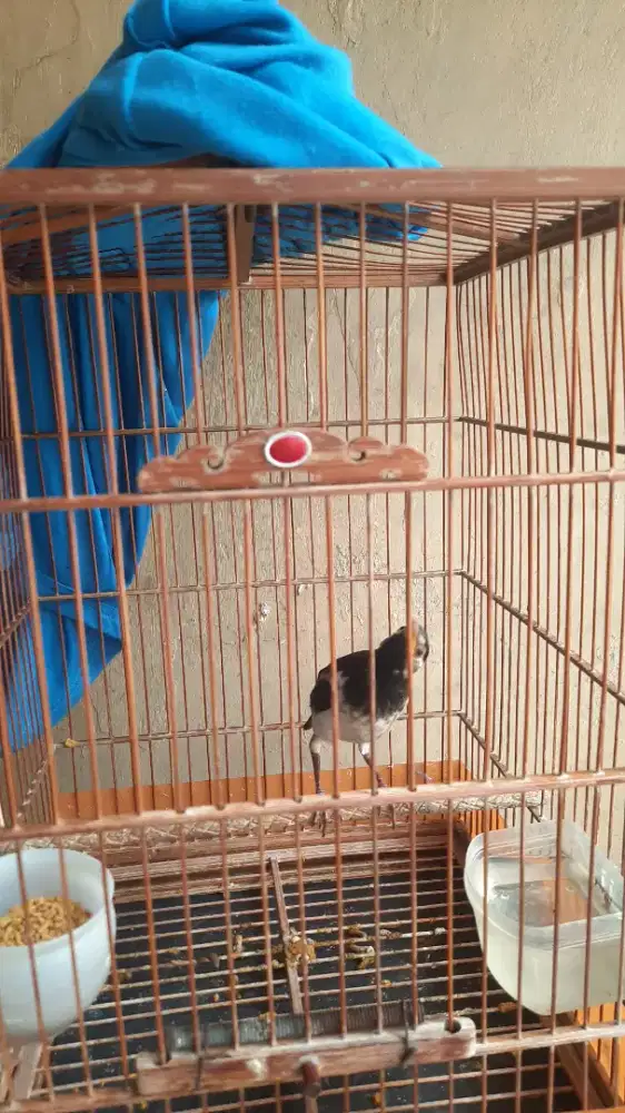 Burung jalak suren lolohan jantan