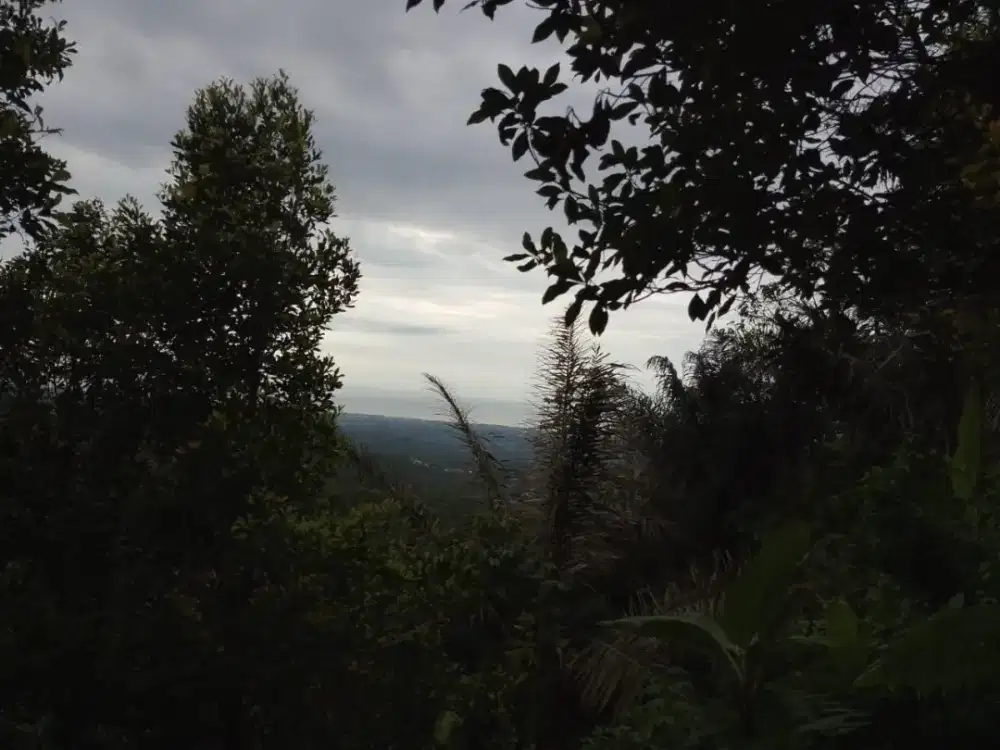 Dijual tanah cengkeh, subur didaerah bali desa silangjana