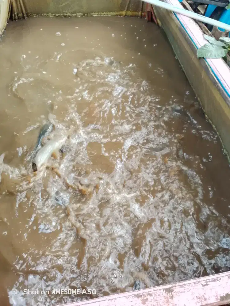 Mancing lele kolam perpal