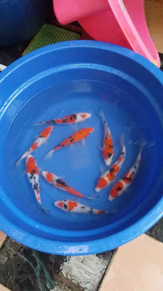 Ikan koi sanke 20cm