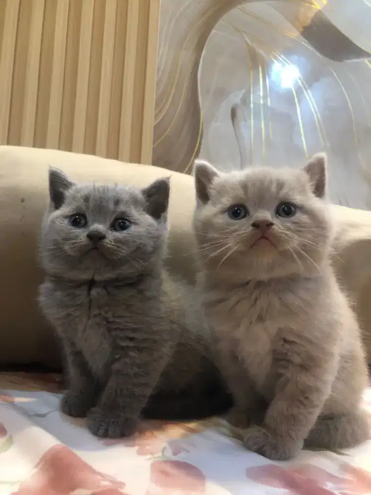 Kucing BSH kucing british short hair blue