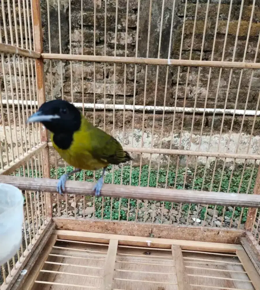 Samyong jantan MH purtotal