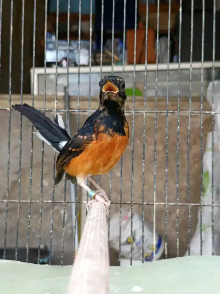 Murai trotol jantan prospekan