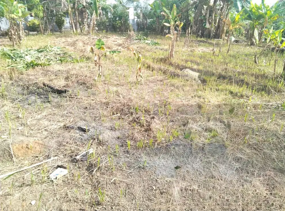 Tanah 600m² SHM Dekat Bandara Krui Cocok Investasi & Kos