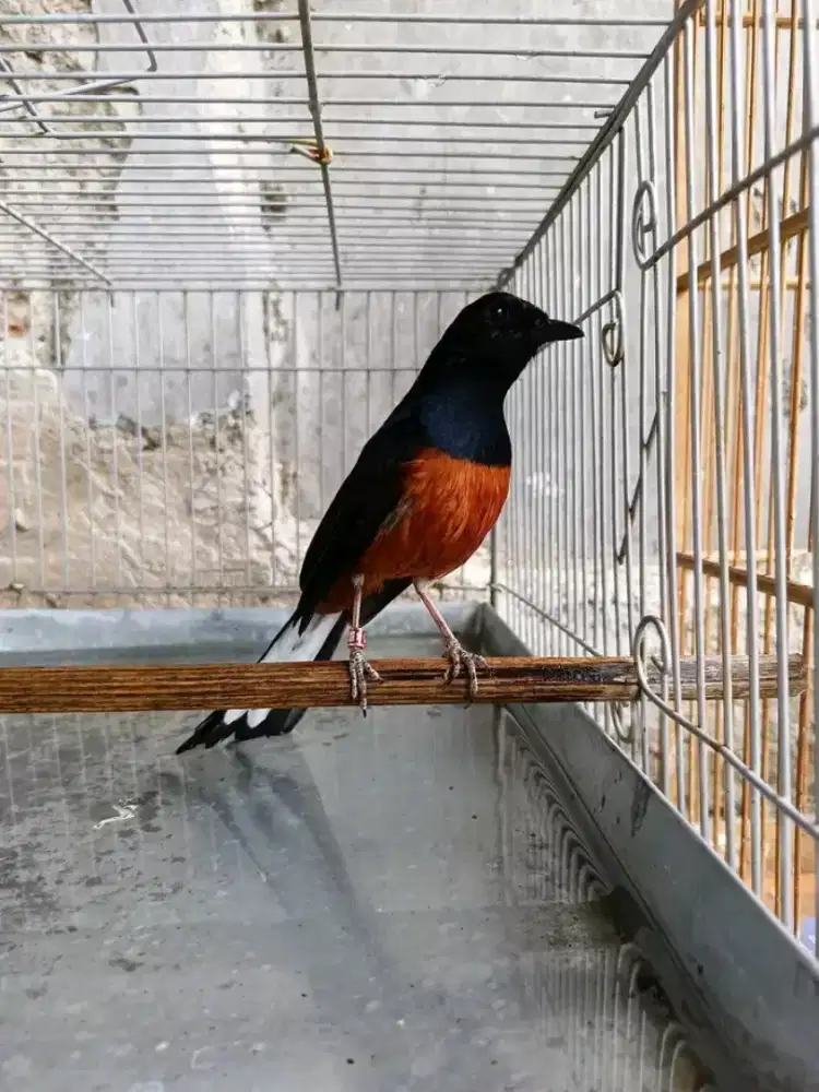 Murai pastol ekor 20cm