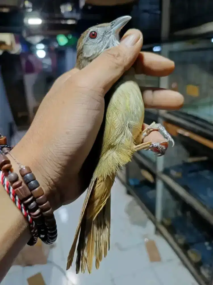 Kapas tembak rawatan mulus