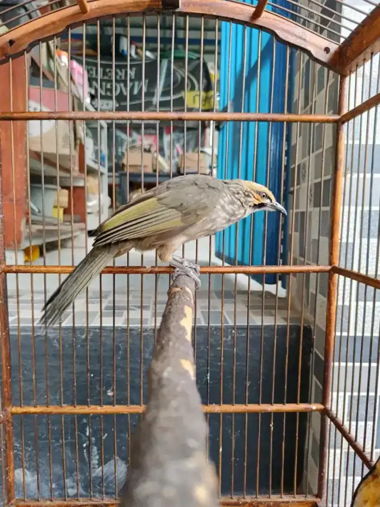 Cucak rowo jantan garansi