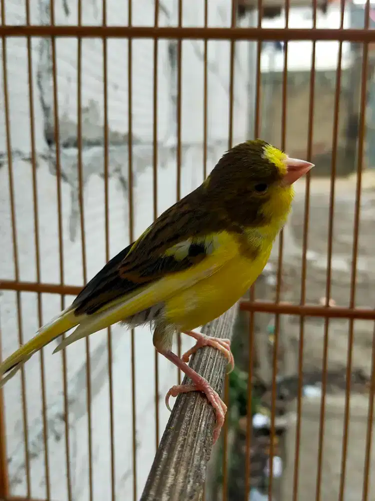 Burung kenari bon kuning paud/anak jantan
