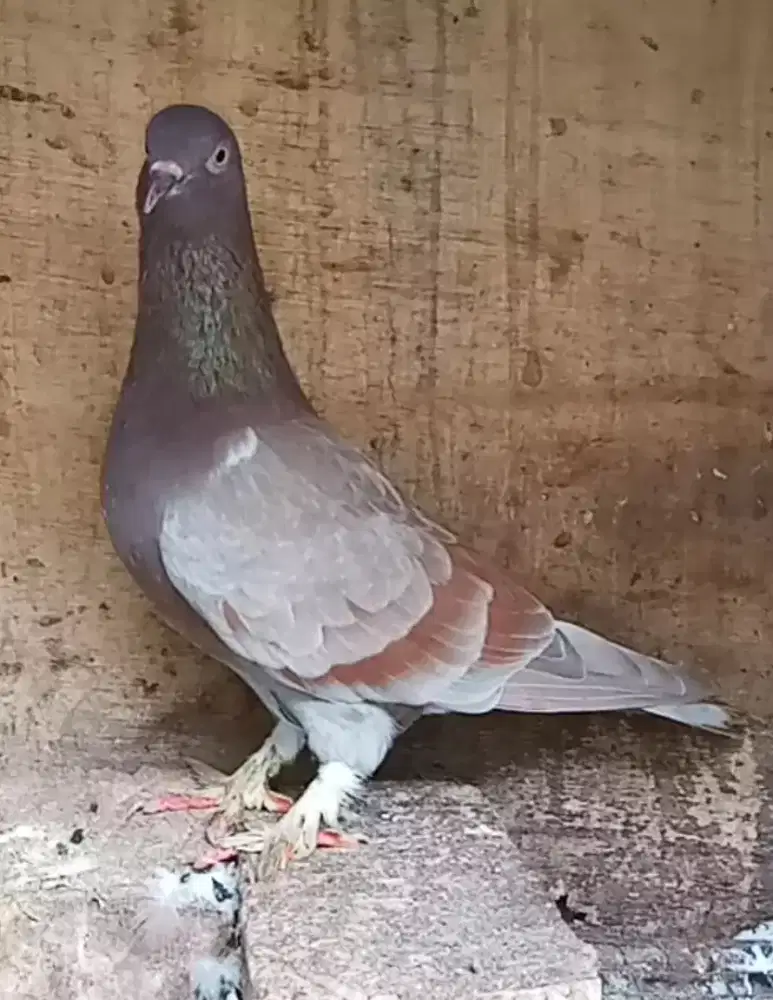 Burung merpati betina