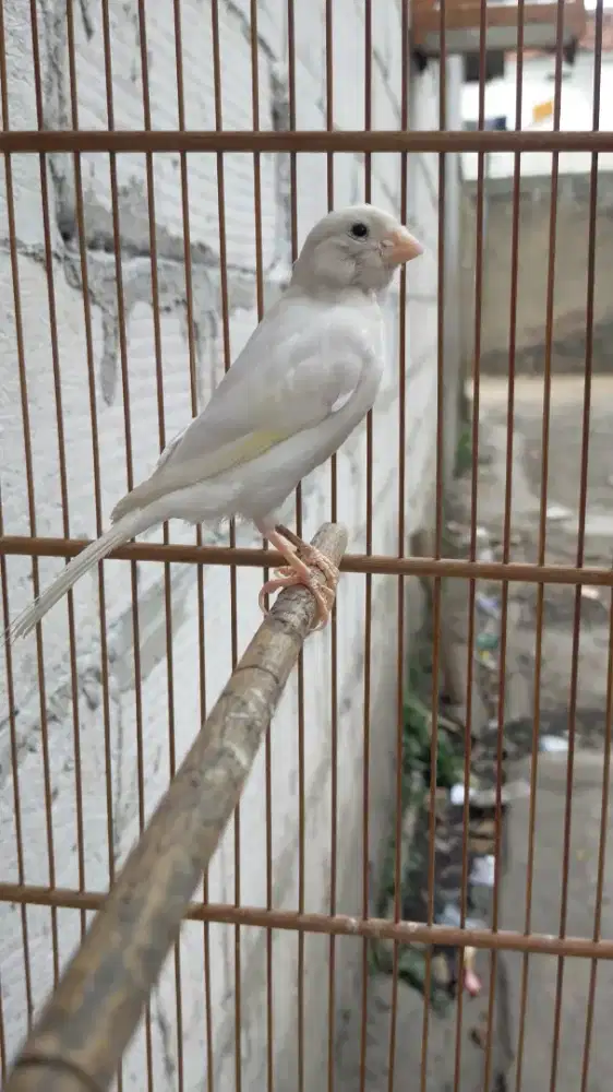 Burung kenari betina siapan