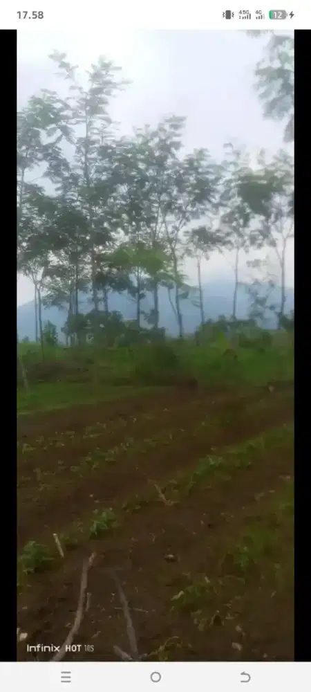 Jual kayu jengjen 40 pohon