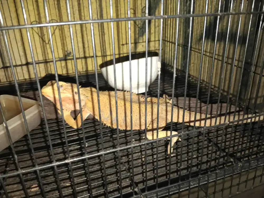 Jual bearded dragon