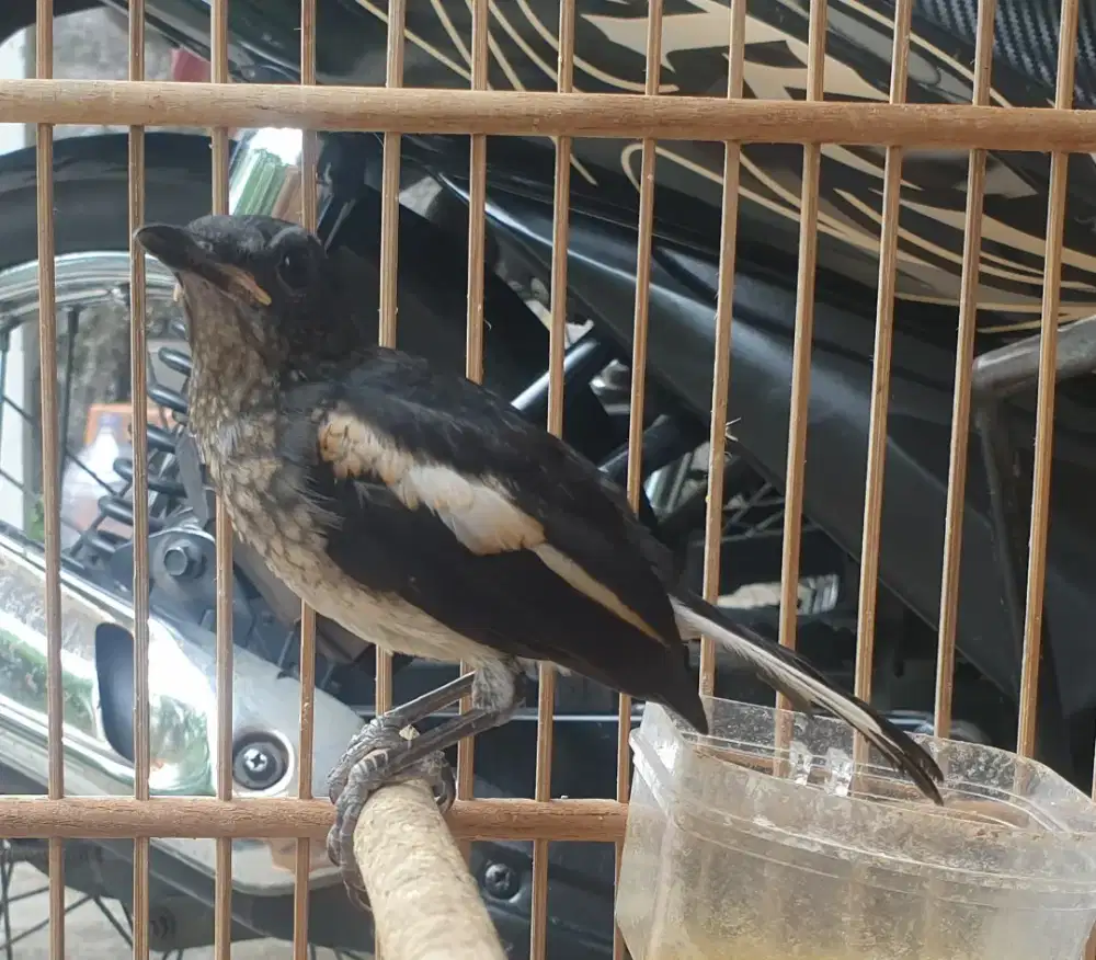 Kacer daput 8 jantan minggu piara dari loloh