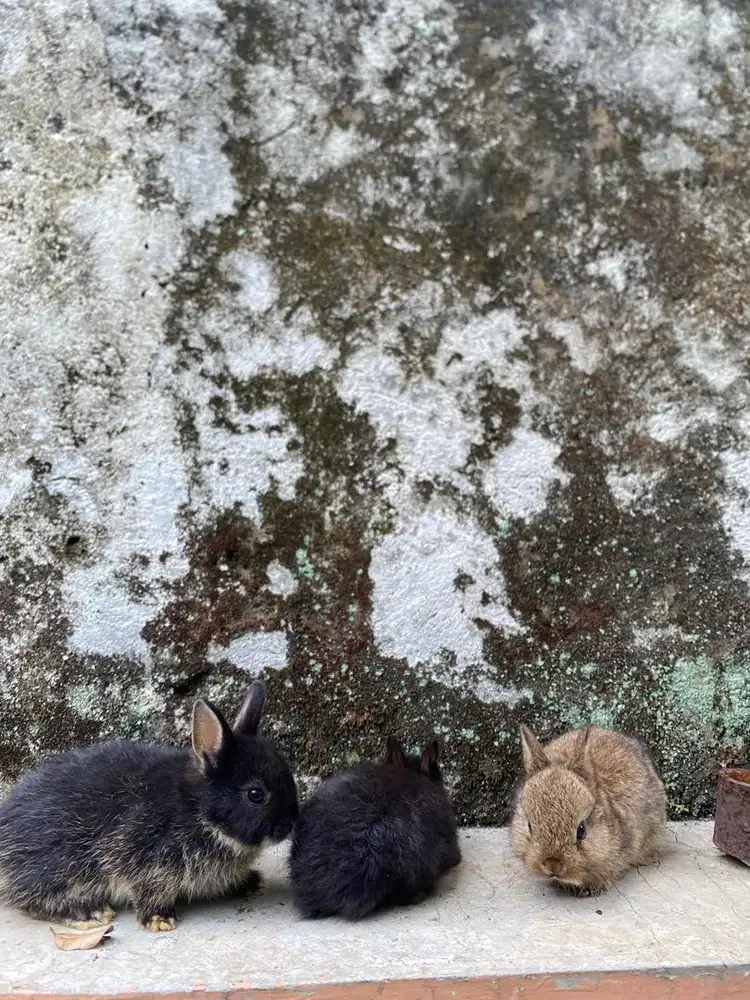 kelinci netherland dwarf