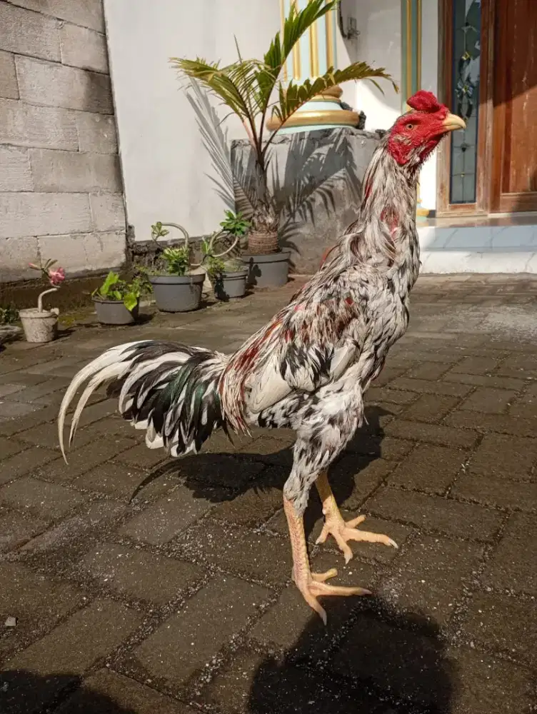 Ayam Bangkok Blorok