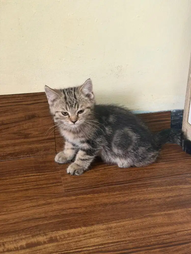 OPEN ADOPT BSH / AMERICAN SHORT HAIR