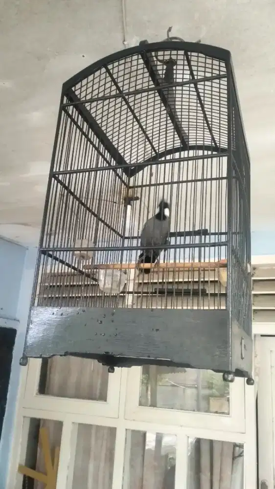 Poksay Hongkong jantan jinak