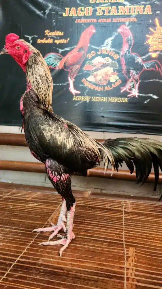 Ayam bangkok pamangon speed pukul jalu super kondisi siapan