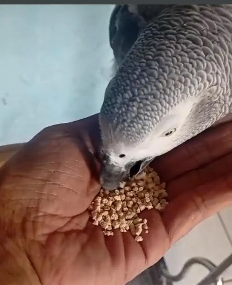Burung African grey