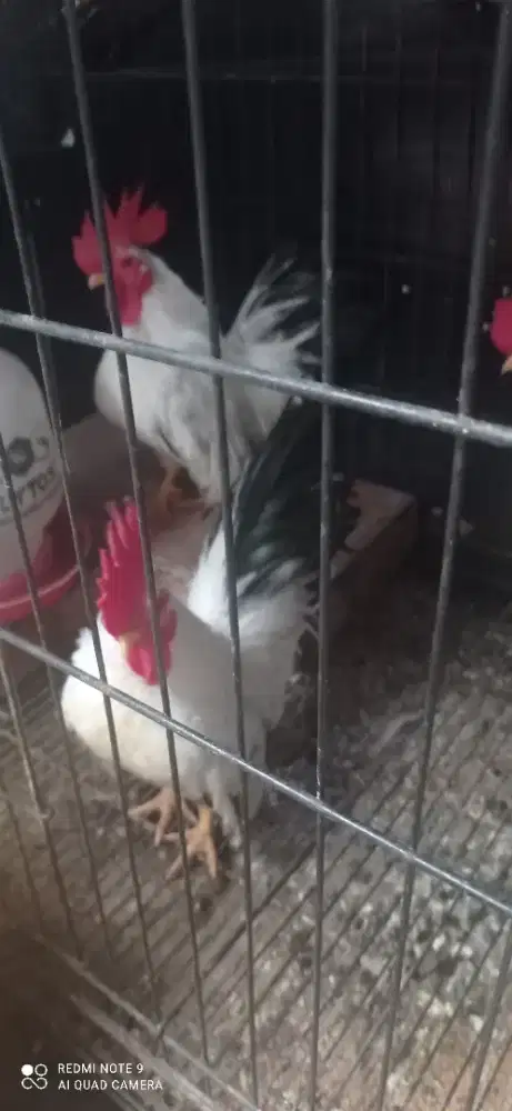 JUAL AYAM CHABO REMAJA KE DEWASA JANTAN