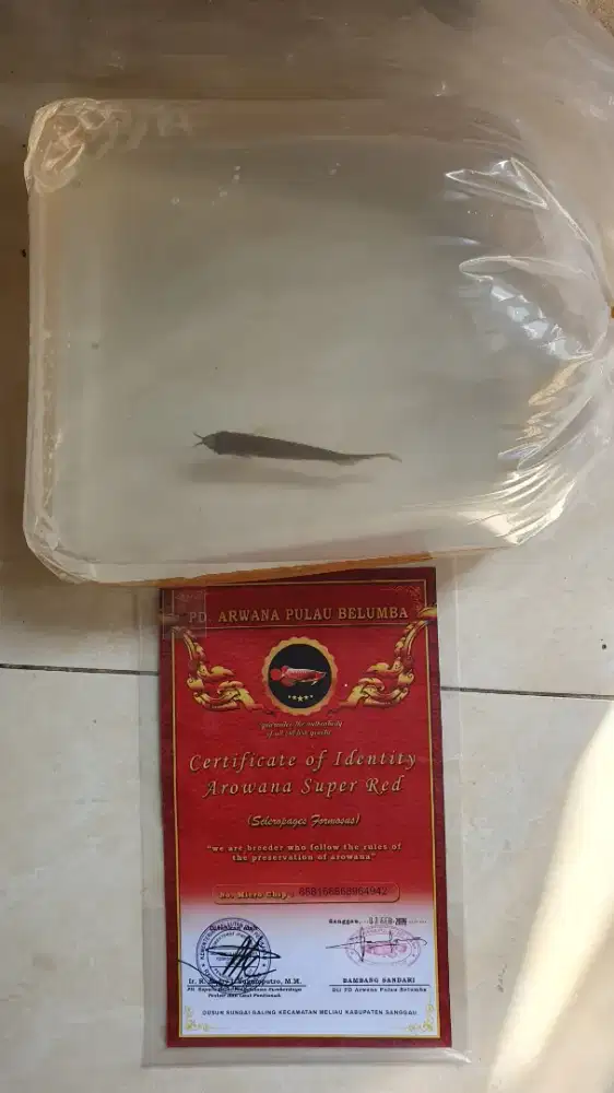 Arwana super red sz 10_11cm. Kualitas bagus