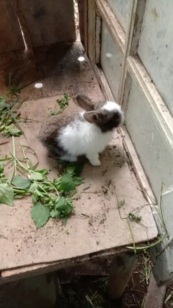 Lowongan Pekerjaan ART (Kelapa gading )