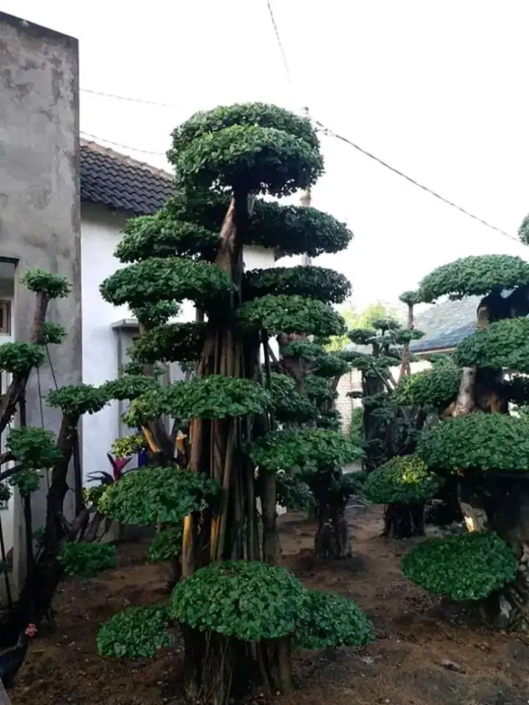 Pohon bonsai anting putri pohon bonsai beringin korea bonsai parigata#