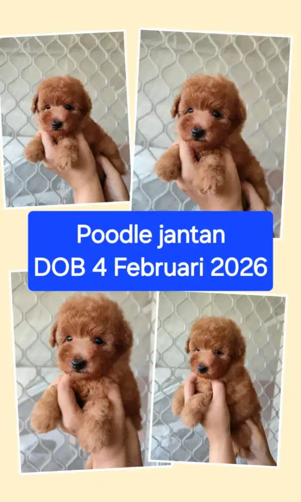 Dijual red poodle jantan