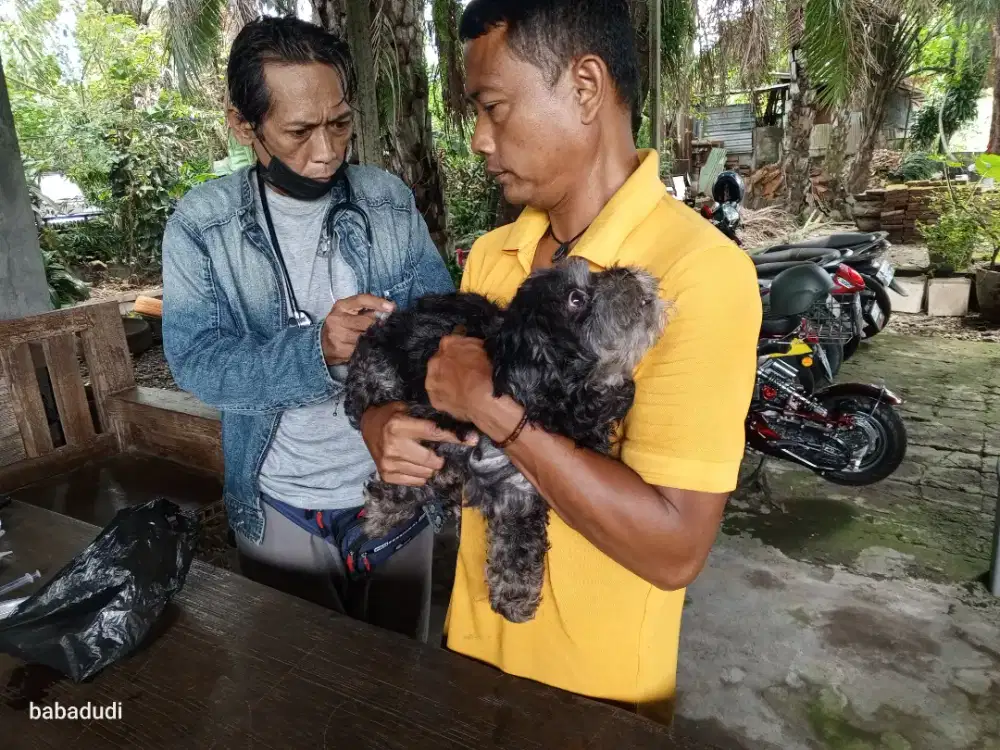 Butuh tambahan tenaga anak kandang