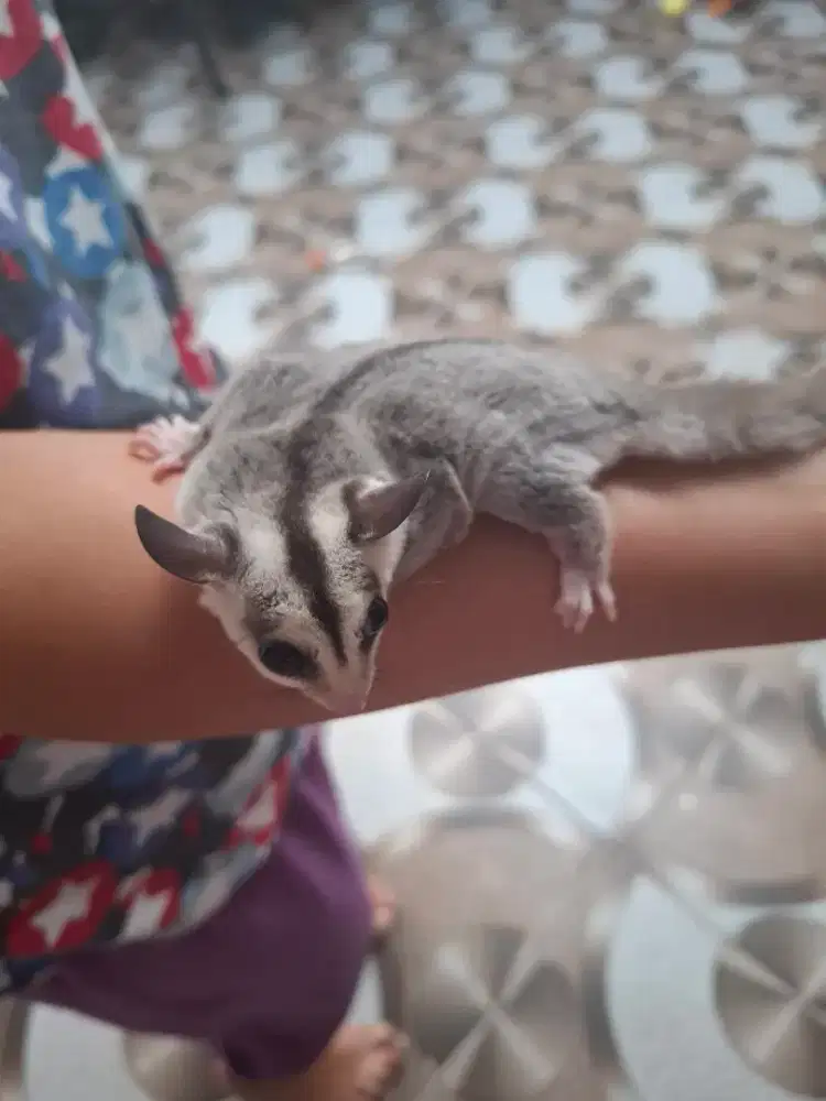 Sugar glider mozaik