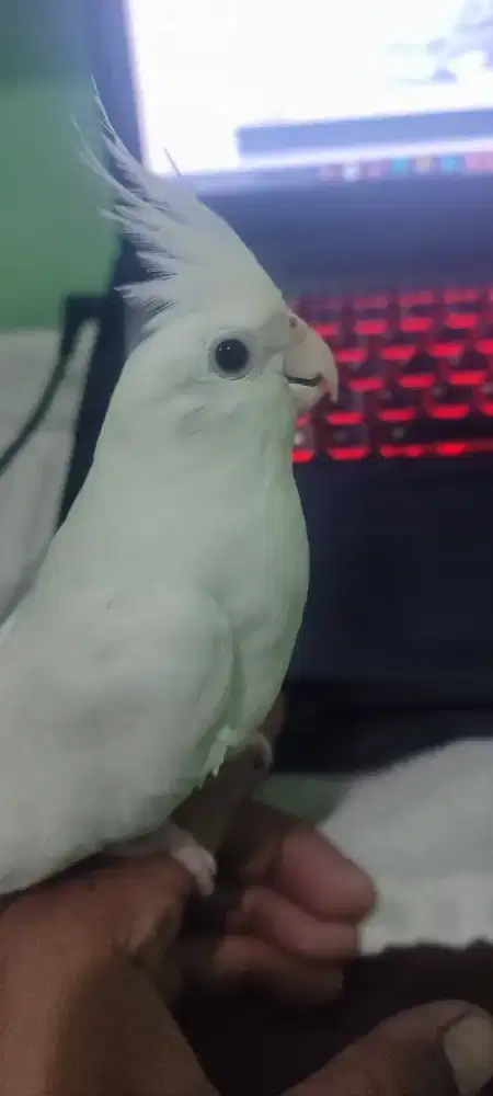 Parkit Australia Falk albino