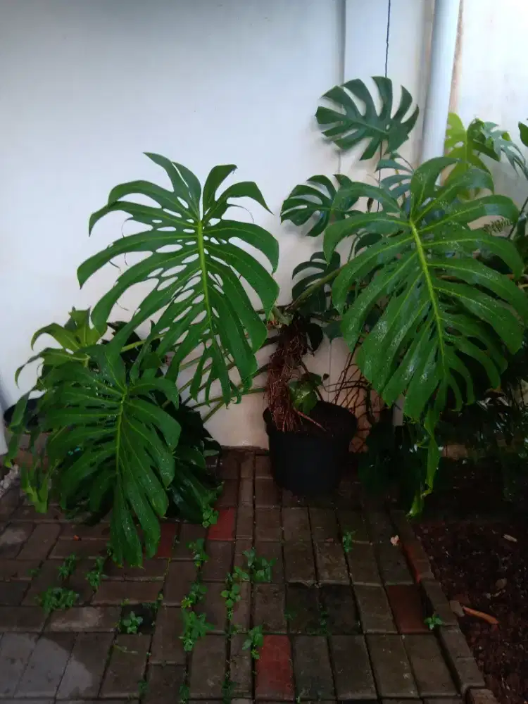 Dijual tanaman monstera besar dan sehat