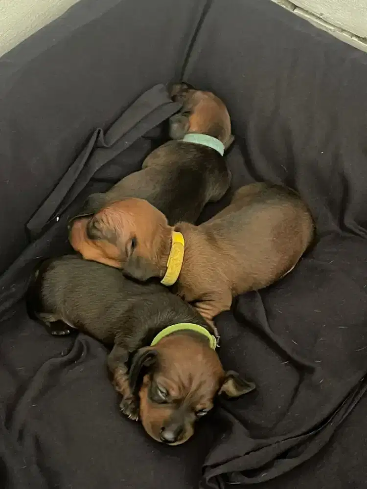 DIJUAL ANAKAN DACHSUND / TEKEL / SOSIS smooth/short hair/ bulu pendek