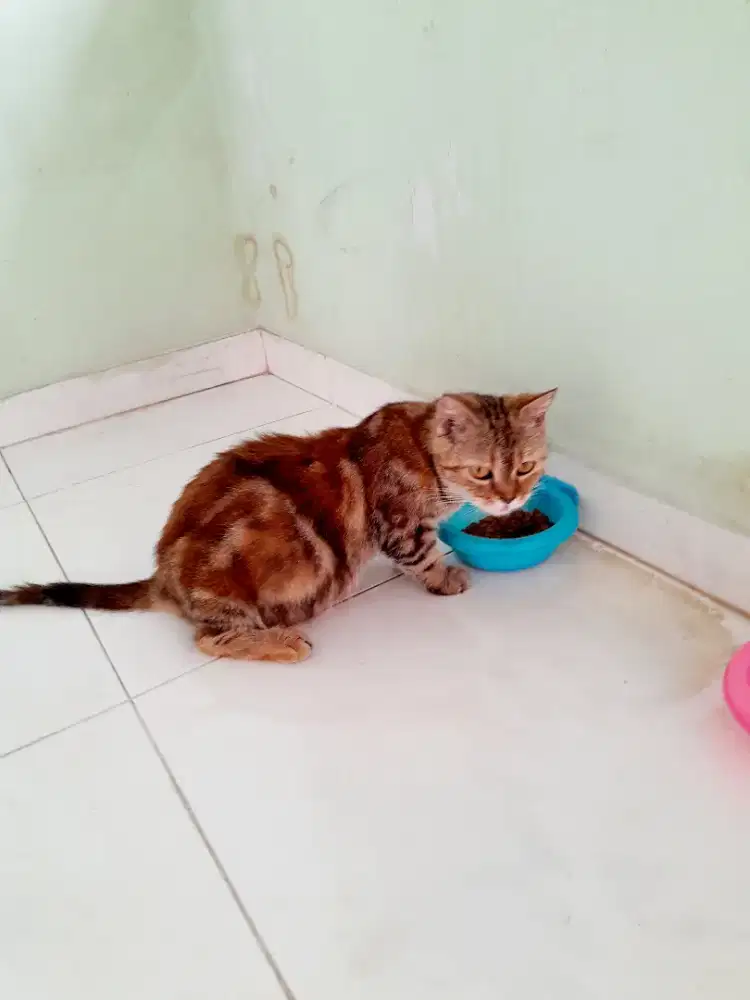 KUCING MUNCHKIN CEBOL LAGI HAMIL BESAR