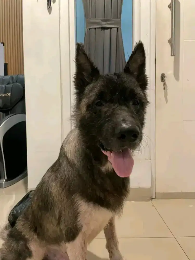 American AKITA jantan 3thn good karakter anakan import German kosongan