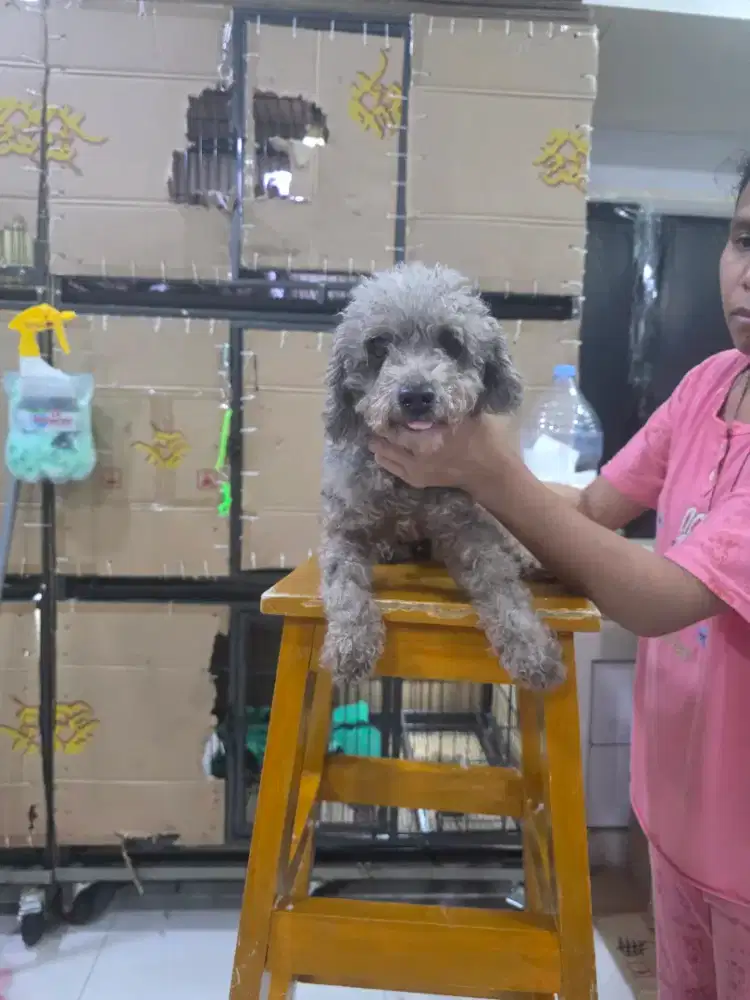 Betina indukan silver poodle